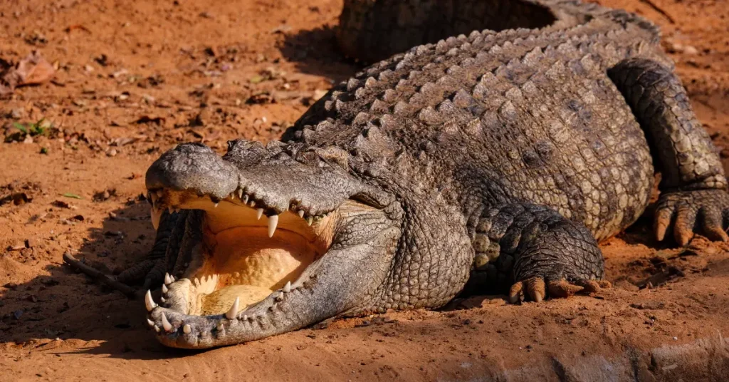 Community Unites Behind Hamburg Resident After Alligator Removal from Home