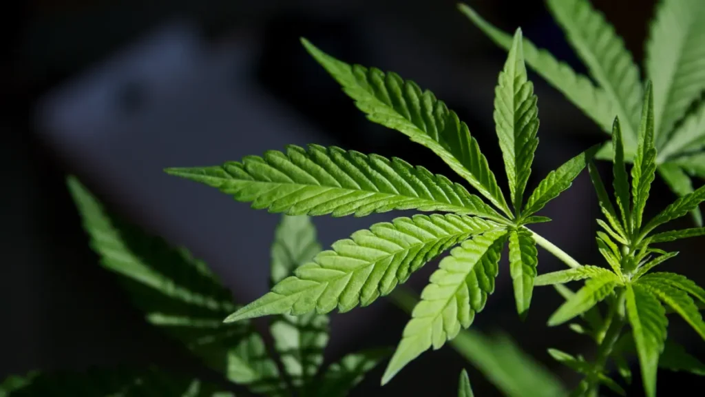 US drug control agency will move to reclassify marijuana